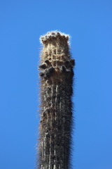 Cephalocereus fulviceps