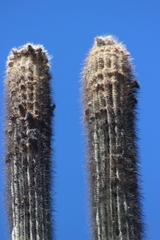 Cephalocereus fulviceps