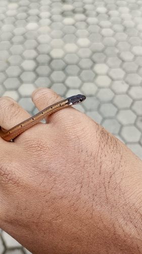 Sibynophis melanocephalus observed 2026-02-24