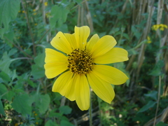 Tithonia tubaeformis, photograph Tereso Hernández Morales, CC BY, iNaturalist via GBIF