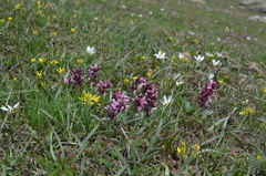 Corydalis ledebouriana