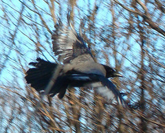 Corvus cornix
