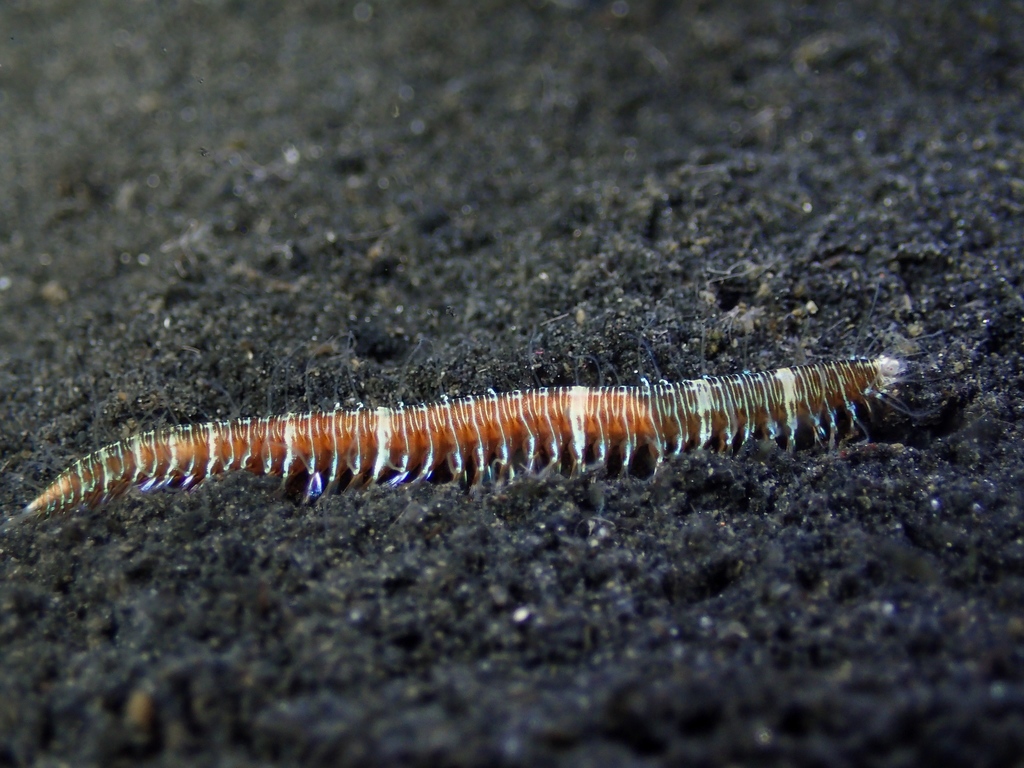 Neonworm, photo 1 of 10