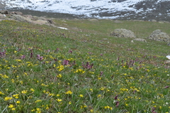 Corydalis ledebouriana