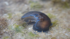Melanochlamys