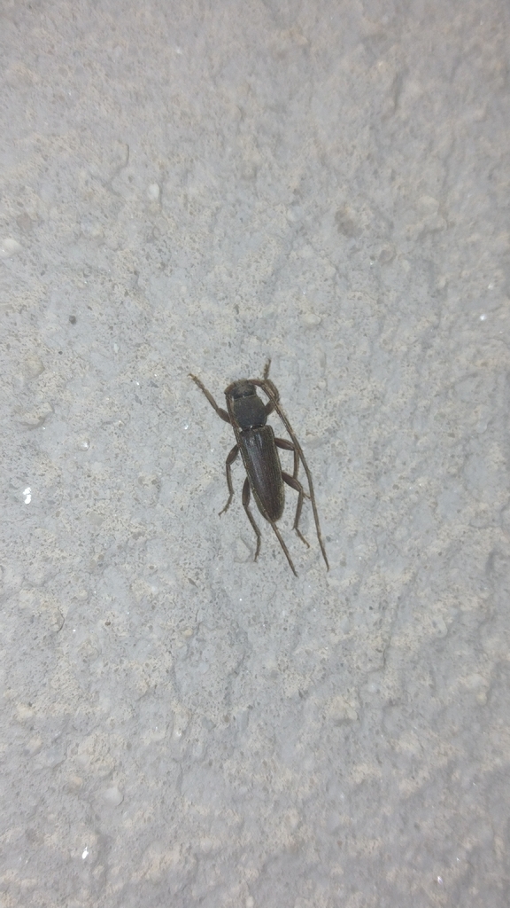 Achryson unicolor