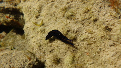Chelidonura