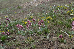 Corydalis ledebouriana