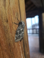 Prionoxystus robiniae