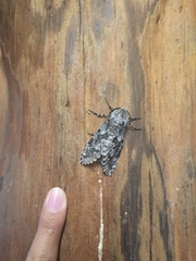 Prionoxystus robiniae