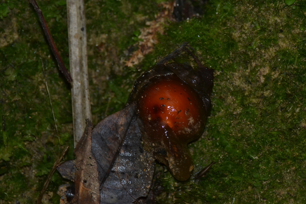 Calostoma cinnabarinum · February 2026 · photo: © estebanmh (iNaturalist, cc0)