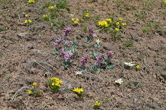 Corydalis ledebouriana