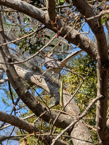 Northern Mockingbird