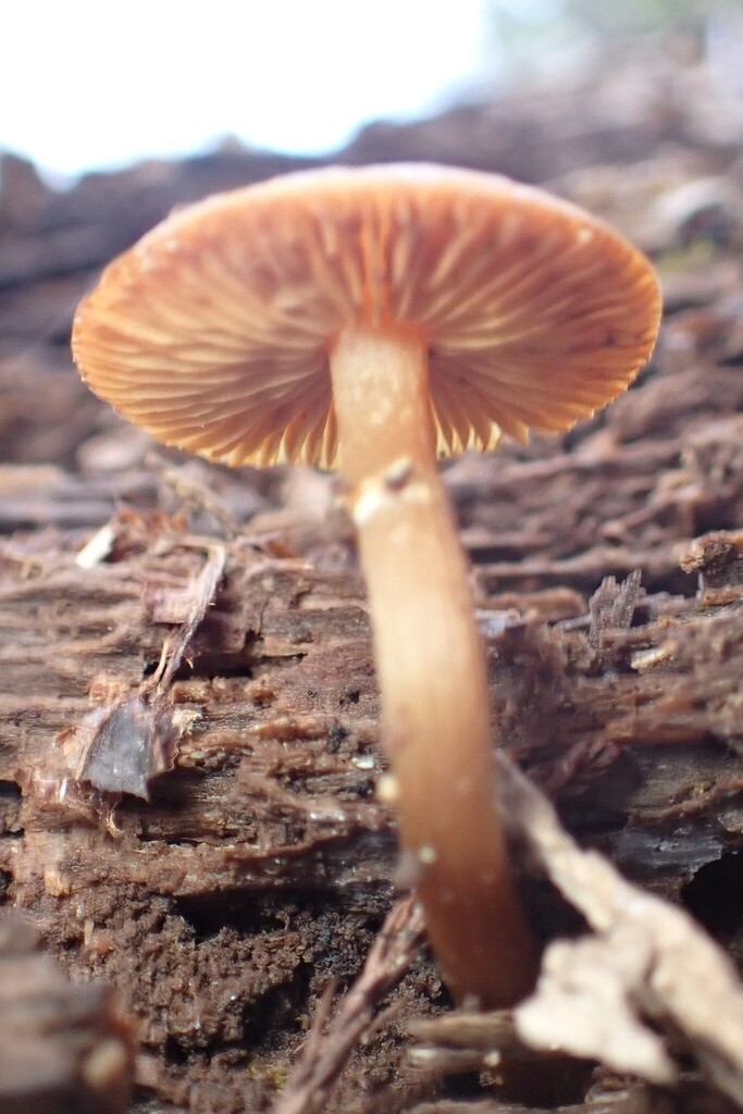 Galerina marginata · February 2026 · photo: © larry216 (iNaturalist, cc-by)