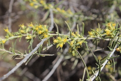 Aztecaster pyramidatus