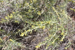 Aztecaster pyramidatus