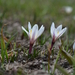 Colchicum kesselringii - Photo (c) Aleksandr Naumenko, some rights reserved (CC BY-NC), uploaded by Aleksandr Naumenko