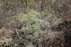 Aztecaster pyramidatus