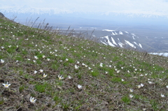 Colchicum kesselringii
