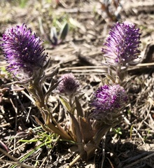 Veronica wyomingensis