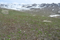 Colchicum kesselringii