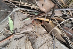 Euscorpius balearicus