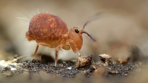 Tiddle Insect Photo 618565537, (c) Timothy Lindsey, some rights reserved (CC BY ...
