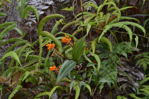 Orange Elleanthus (Elleanthus aurantiacus)