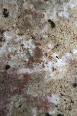 Euscorpius balearicus