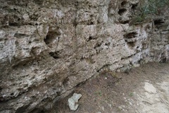 Euscorpius balearicus