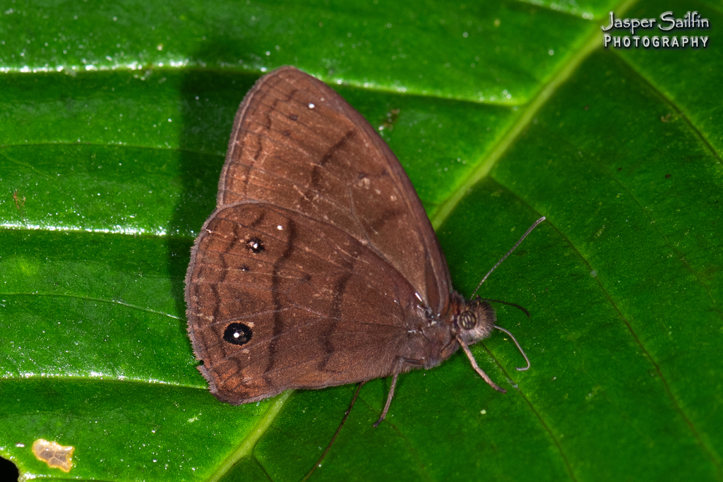 Forsterinaria