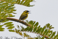 Todirostrum chrysocrotaphum