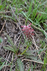 Pedicularis albertii