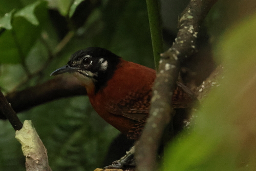 Bay Wren (Cantorchilus nigricapillus), photo 4