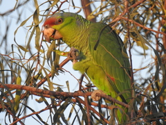 Amazona finschi