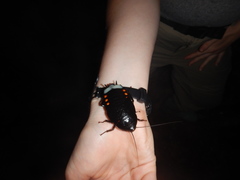 Megaloblatta blaberoides