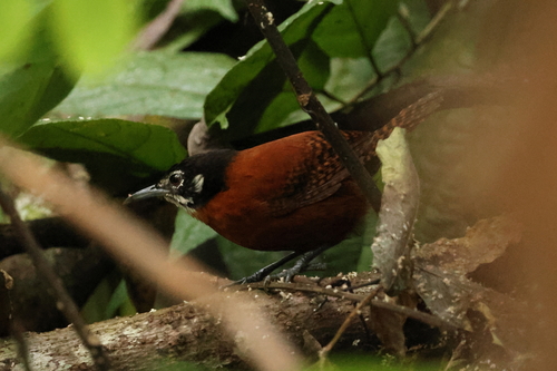 Bay Wren (Cantorchilus nigricapillus), photo 5