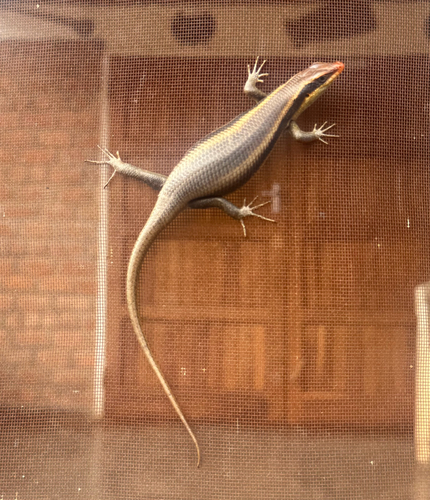 Wahlberg’s Striped Skink