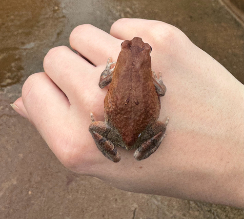 African Red Toad