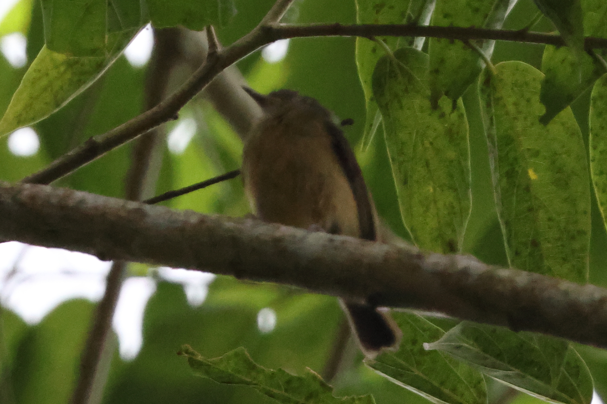 Ochre-bellied Flycatcher (Mionectes oleagineus), photo 5