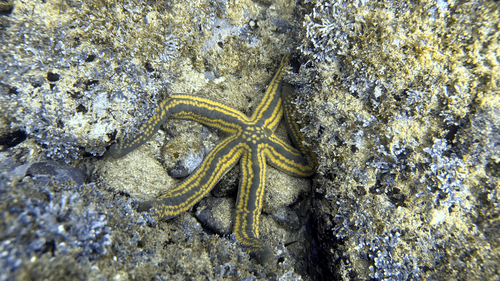 Pyramid Sea Star (Pharia pyramidata)