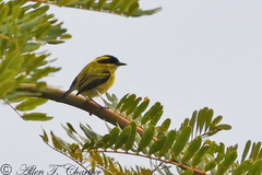 Todirostrum chrysocrotaphum