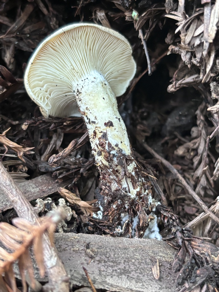 Leucopaxillus gentianeus · February 2026 · photo: © reago (iNaturalist, cc-by)