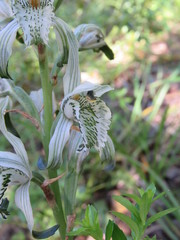 Chloraea magellanica