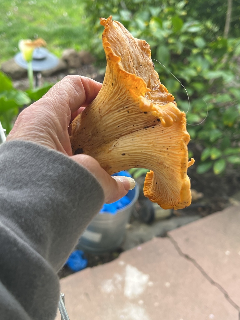 Cantharellus californicus · February 2026 · photo: © joqatana (iNaturalist, cc-by)