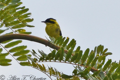 Todirostrum chrysocrotaphum
