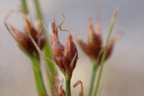 Rhynchospora chinensis observed 2026-02-23