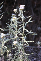 Gnaphaliothamnus salicifolius