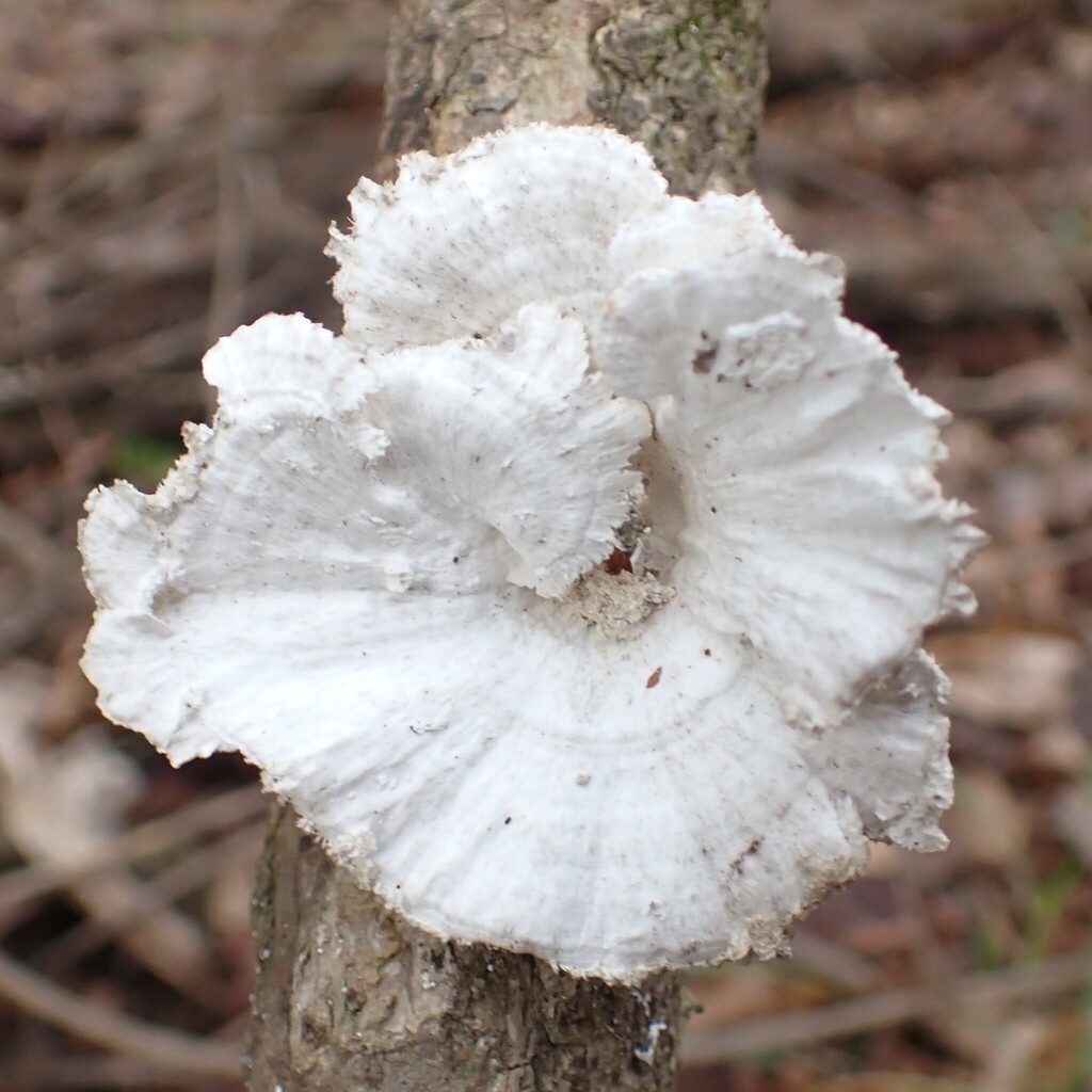 Trametes conchifer · February 2026 · photo: © larry216 (iNaturalist, cc-by)