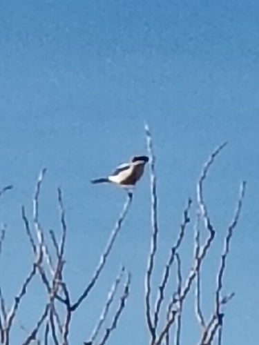 Loggerhead Shrike